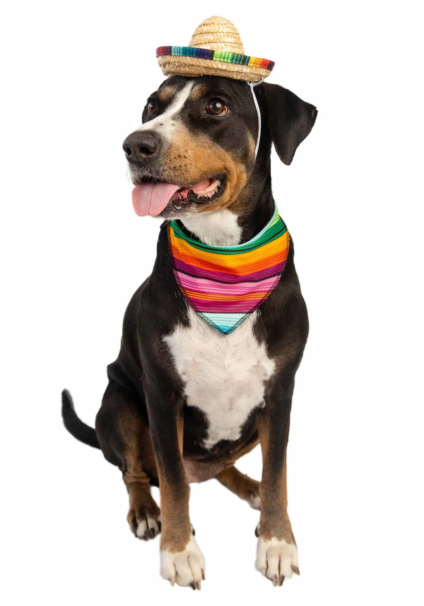 Pet Krewe Bandana And Sombrero Pet Costume Set 5 Pet Krewe Bandana And Sombrero Pet Costume Set - Image 3
